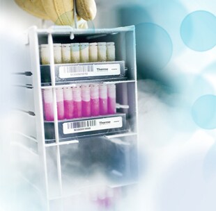 Maket Reach 1531971318903